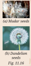 Calotropis and dandelion seeds