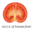 Fruit section 1