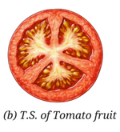 Fruit section 2