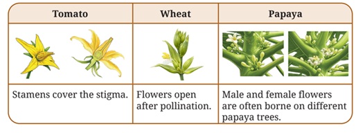 Tomato, wheat, papaya flowers