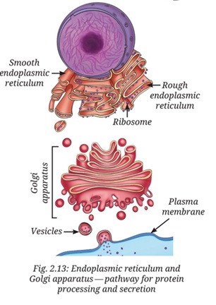 Path of proteins and lipids from ER to Golgi to cell membrane
