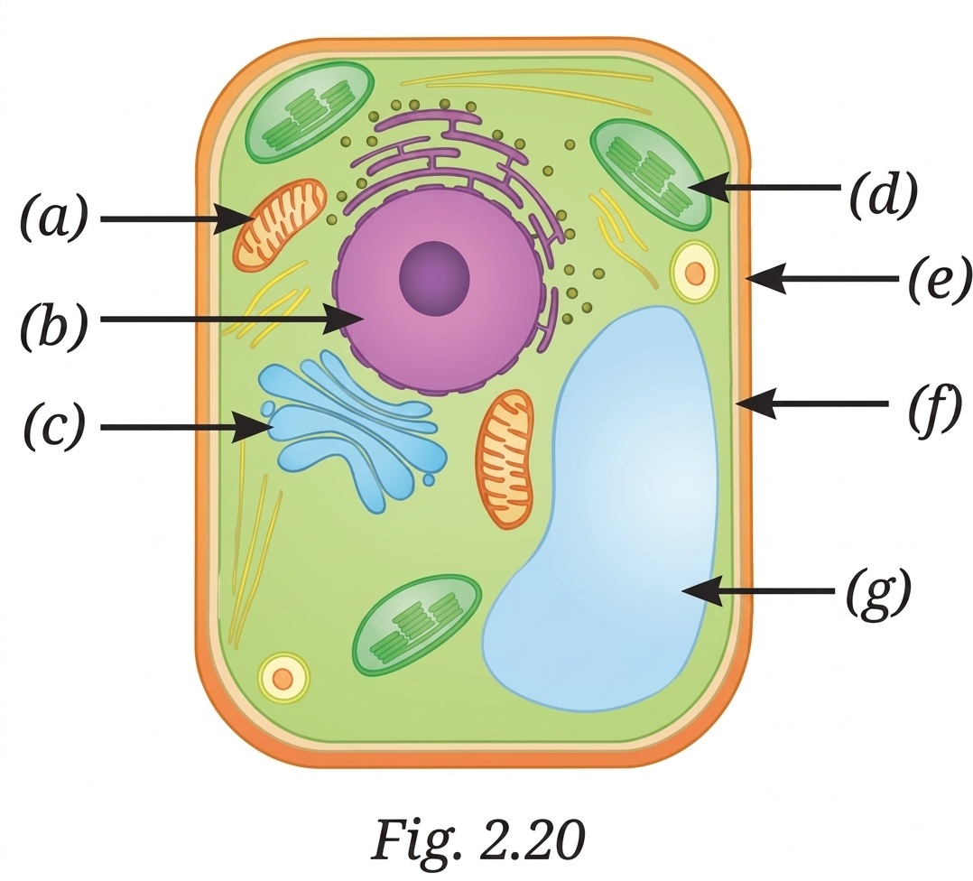 Cell diagram for labelling parts (a) to (g)