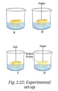 Four potato cups A, B, C, D in a beaker of water