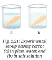 Carrot in plain water and in salt solution