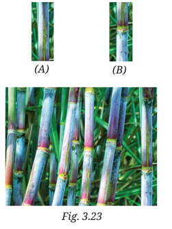 Sugarcane cuttings