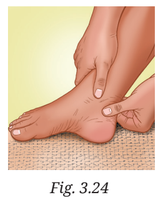 Ankle tendon